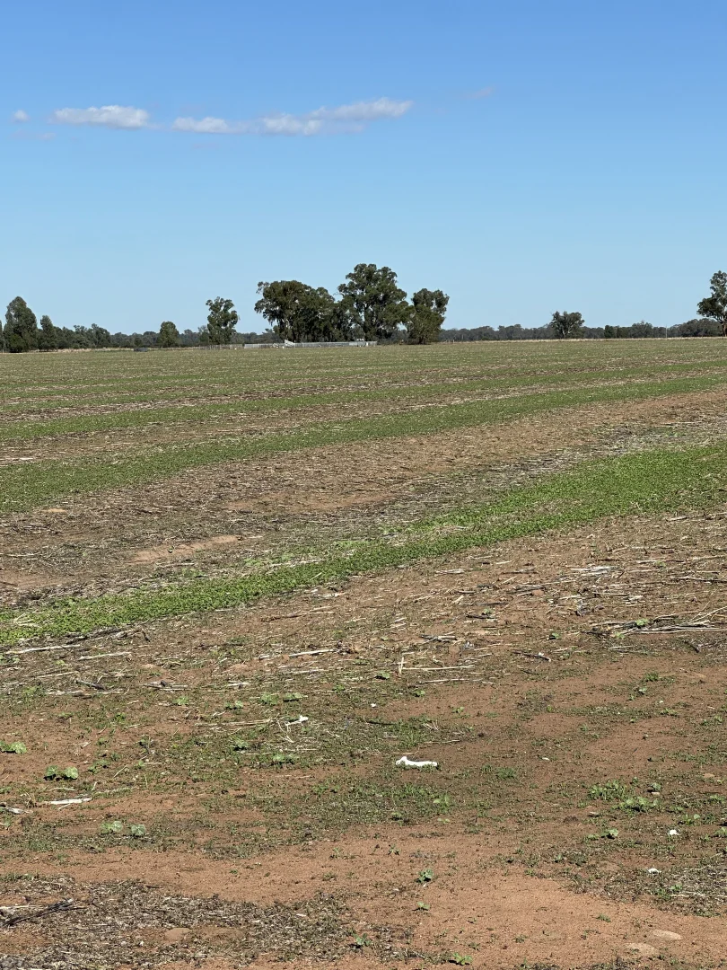 Additional image 12 of . Lilydale Road, Balldale NSW 2646