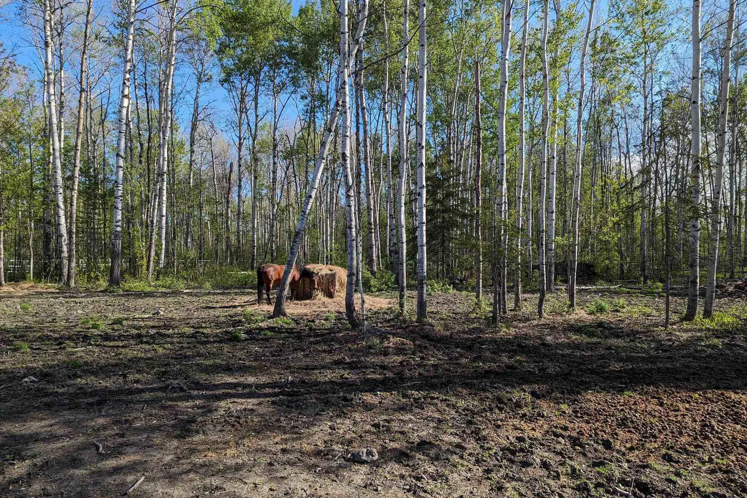 227005 Brentha Road photo 5