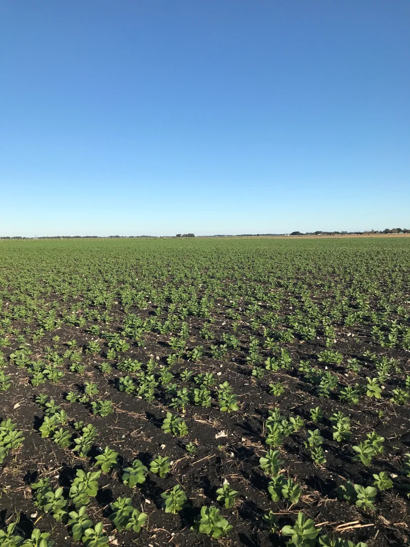 Additional image 6 of Lot 187/& Section 78 Princess Highway, Millicent SA 5280