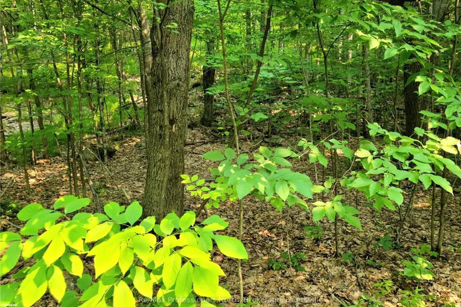 26 Mount Vernon Trail 19 photo 2