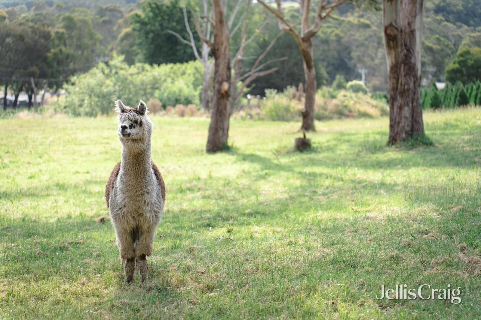 Additional image 18 of 45-49 Moore Avenue, Montrose VIC 3765