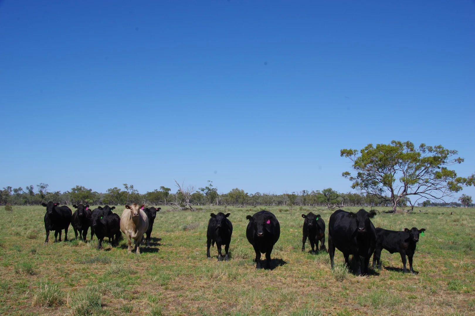 Additional image 26 of . Sunnyside Lane, Wee Waa NSW 2388