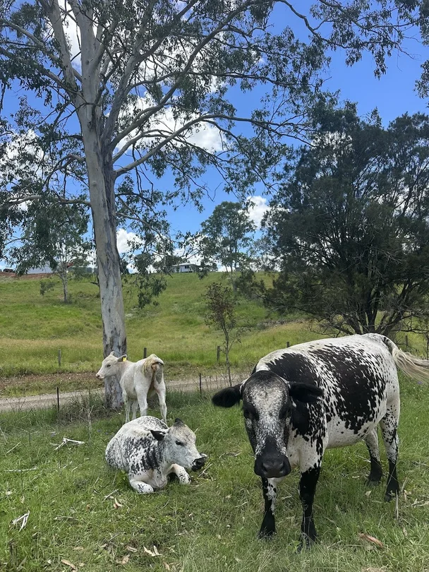 Additional image 13 of 55 Kewins Road, Glastonbury QLD 4570
