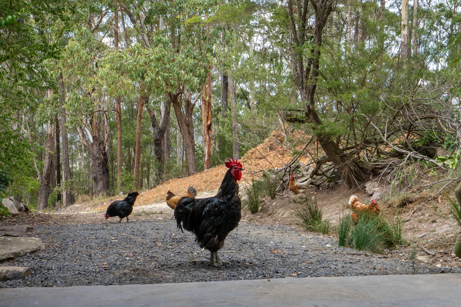 Additional image 30 of 755 Coomba Road, Whoota NSW 2428