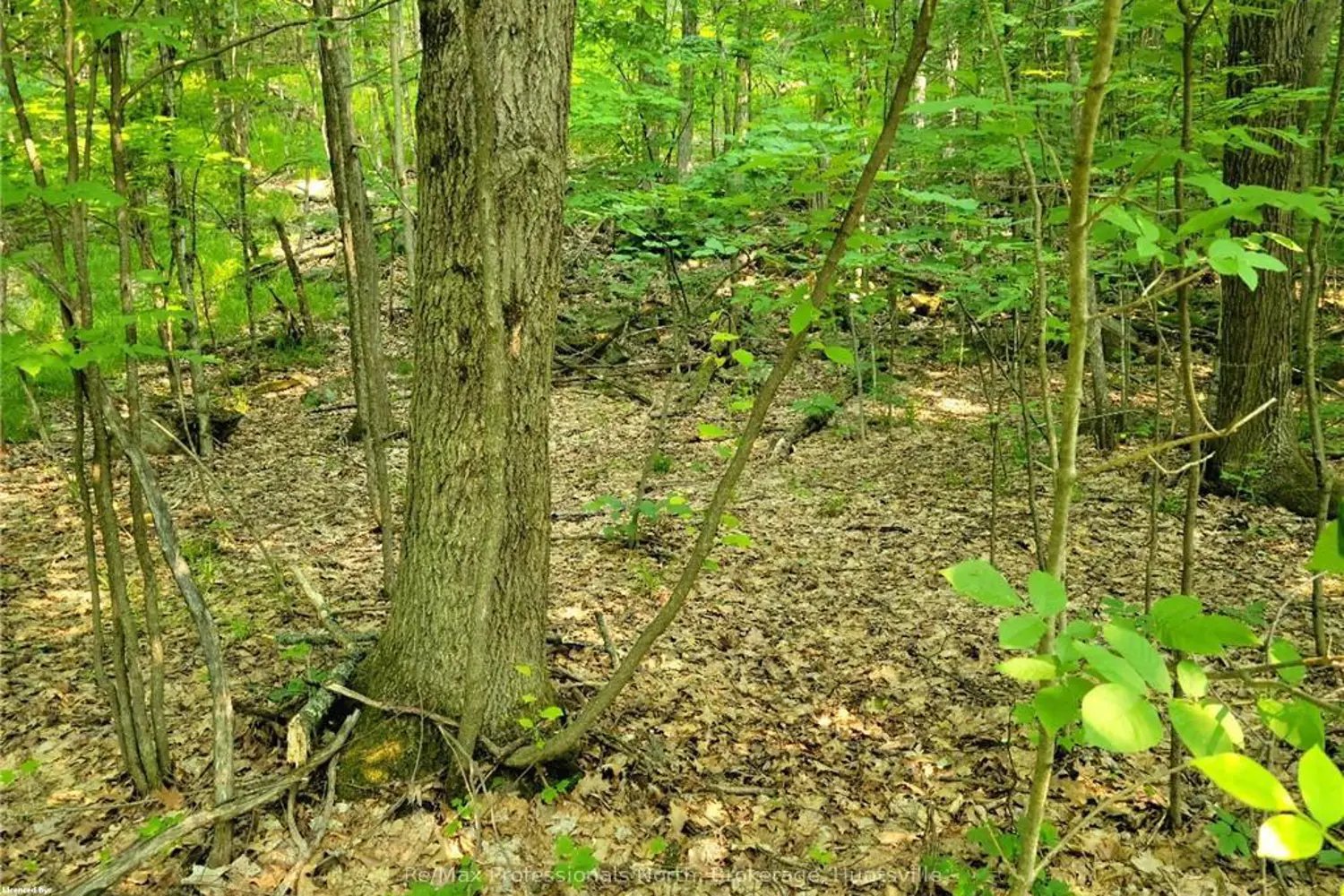 26 Mount Vernon Trail 19 photo 3
