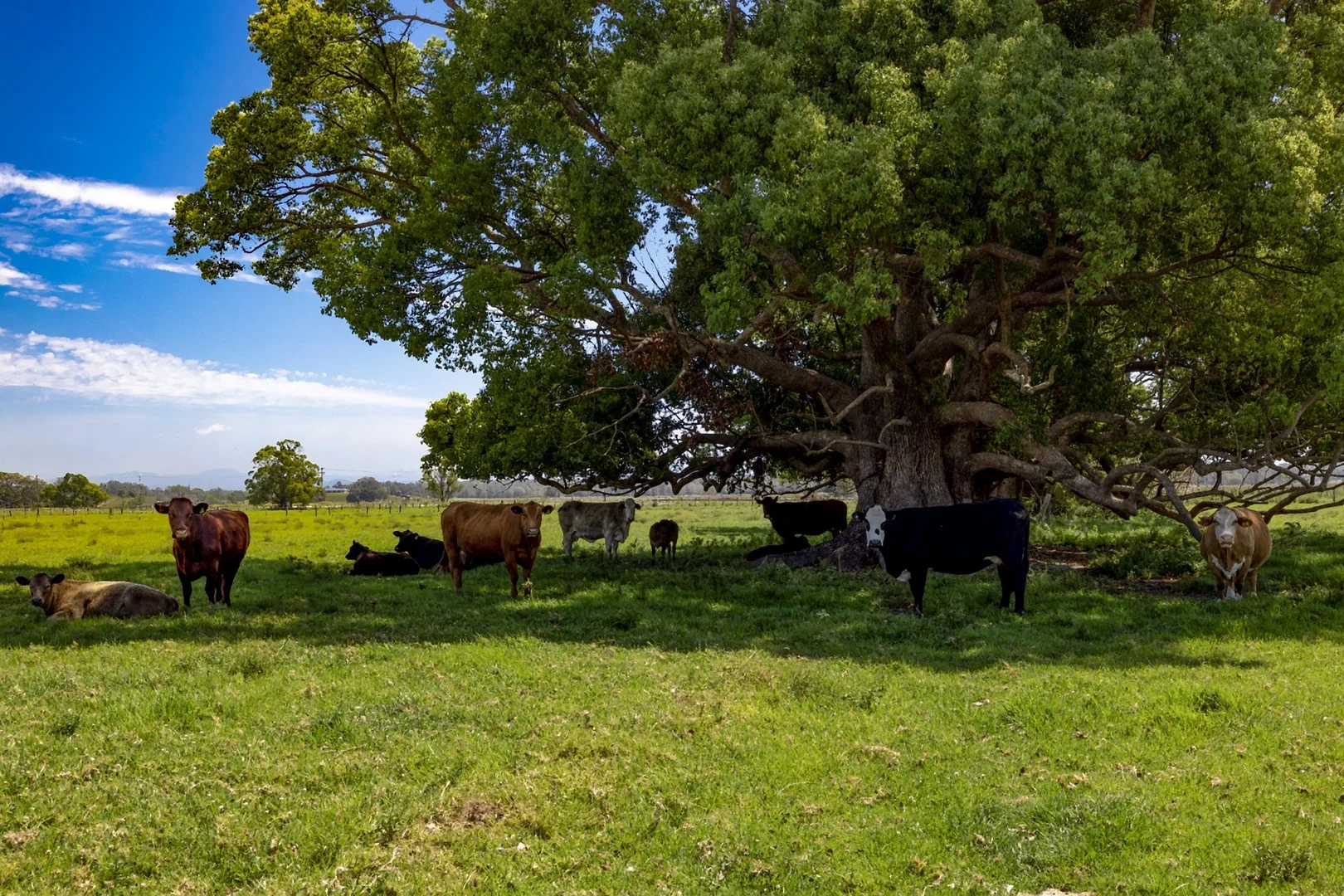 Additional image 4 of 1076 Macleay Valley Way, Bellimbopinni NSW 2440