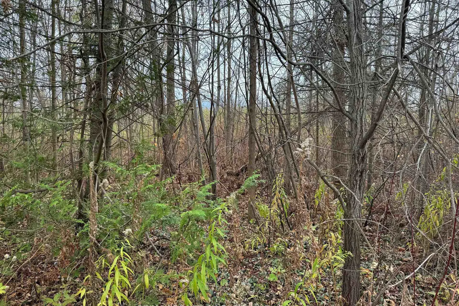 0 Taylorwoods Boulevard photo 5