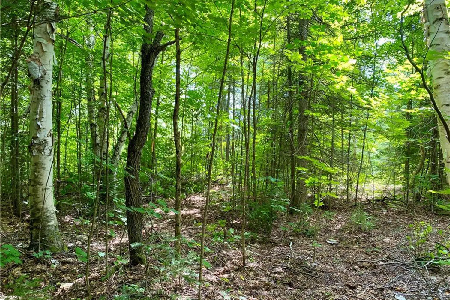 Additional image 3 of 22-A Maple Drive