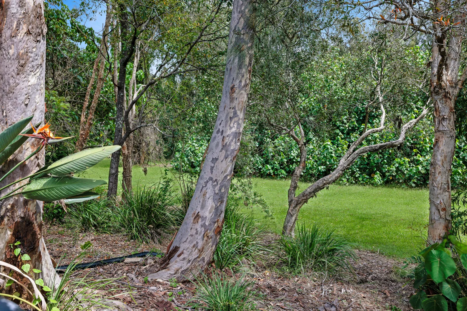 Additional image 8 of 7 Melastoma Way, Arundel QLD 4214
