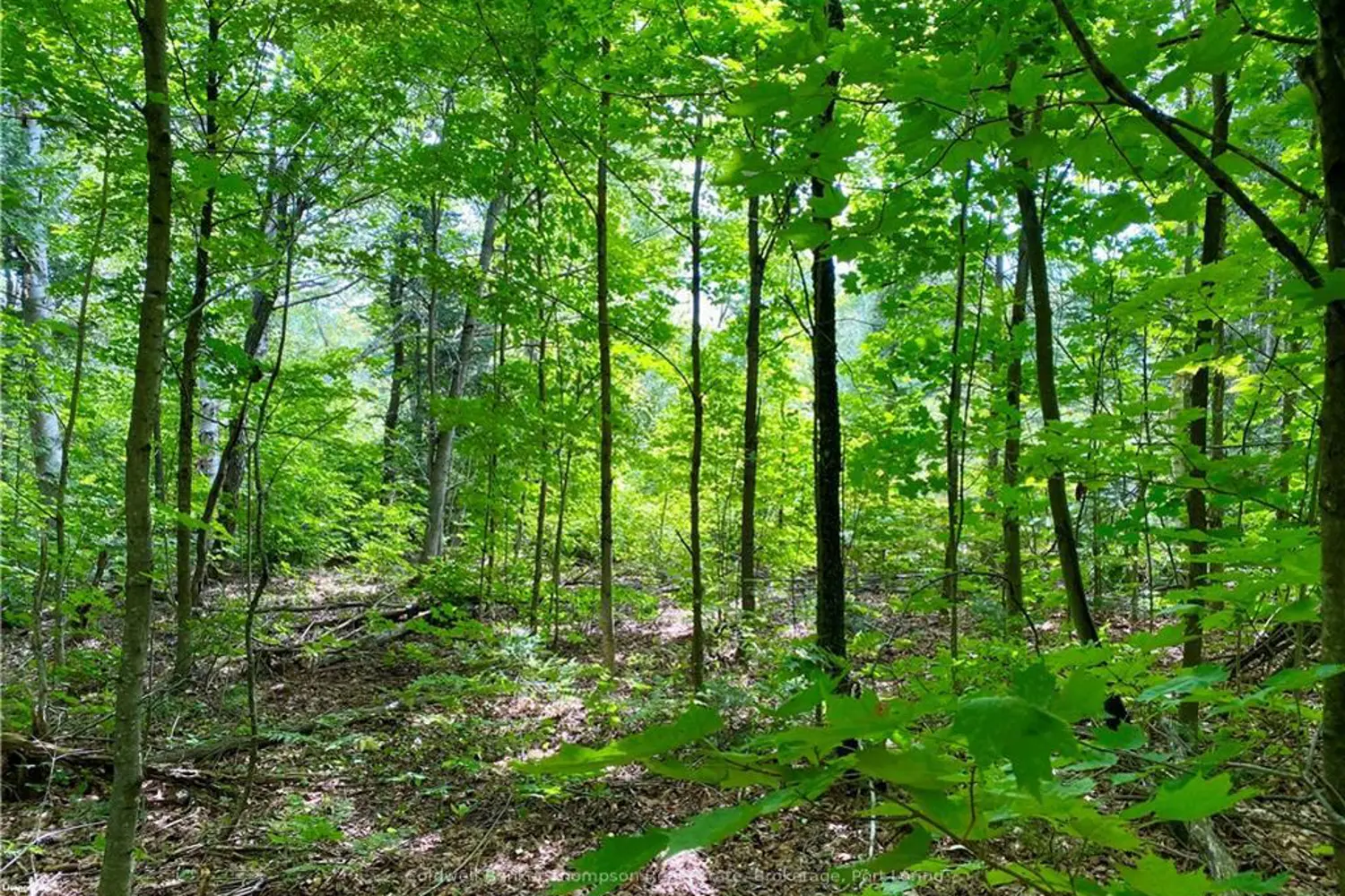 Additional image 5 of 22-A Maple Drive