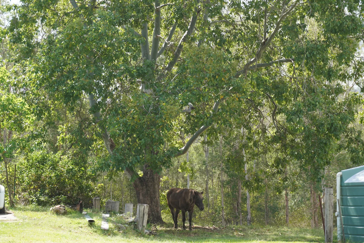 Additional image 43 of 487 Paddys Flat Road, Tabulam NSW 2469