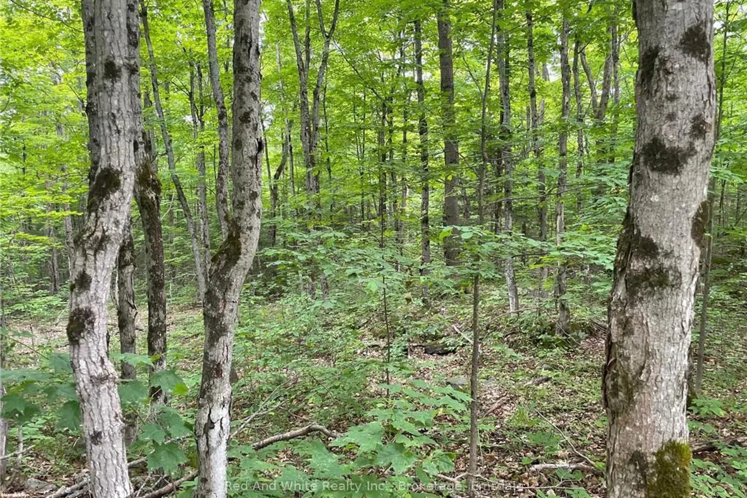 Additional image 2 of 23 Ahmic Lake Road