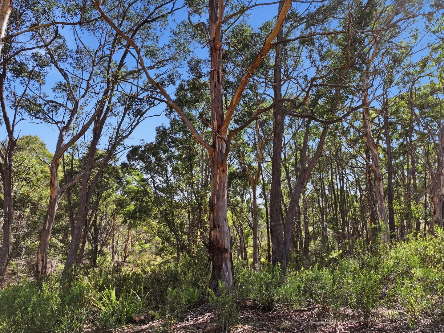 Additional image 14 of 329 Charleys Forest Road, Braidwood NSW 2622