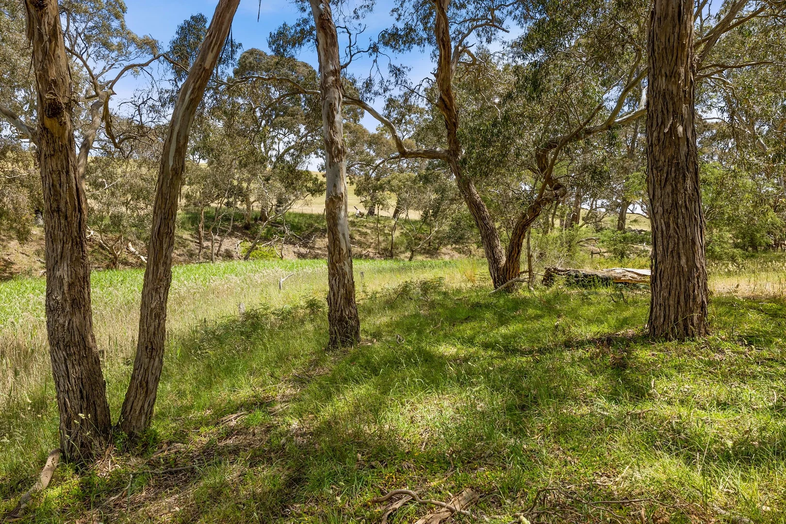 Additional image 28 of 231 Grossmans Road, Torquay VIC 3228