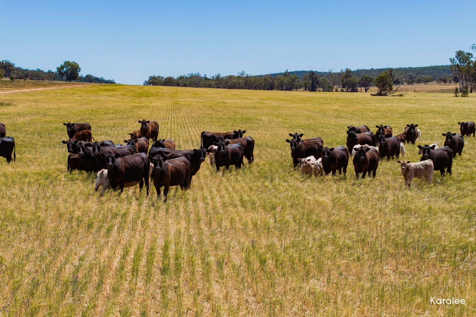Additional image 19 of Kamarah Road, Narrandera NSW 2700
