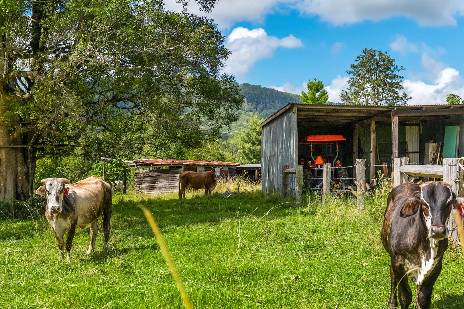 Additional image 24 of 219 Stony Chute Road, Nimbin NSW 2480