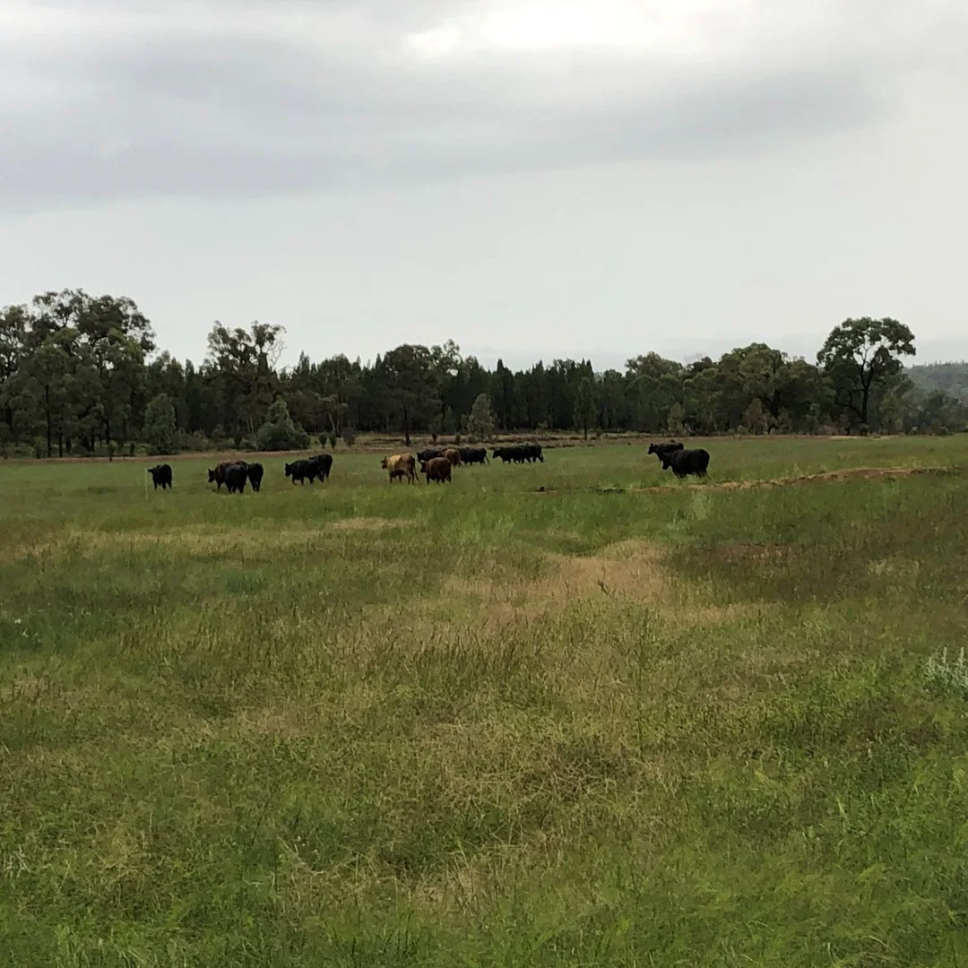 Additional image 19 of 1920 Castlereagh Highway, Dunedoo NSW 2844