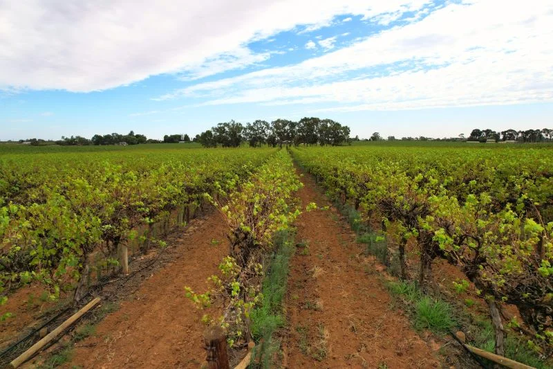 Additional image 6 of Lot 2 - 27 Thiele Road, Barmera SA 5345