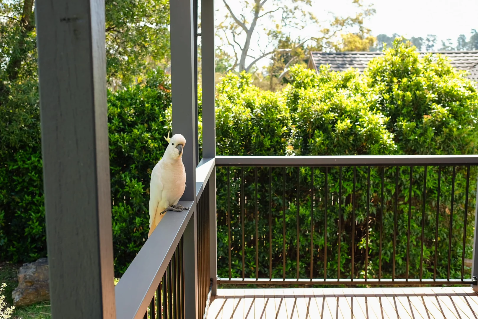 Additional image 3 of 24 Murri St, Blackheath NSW 2785