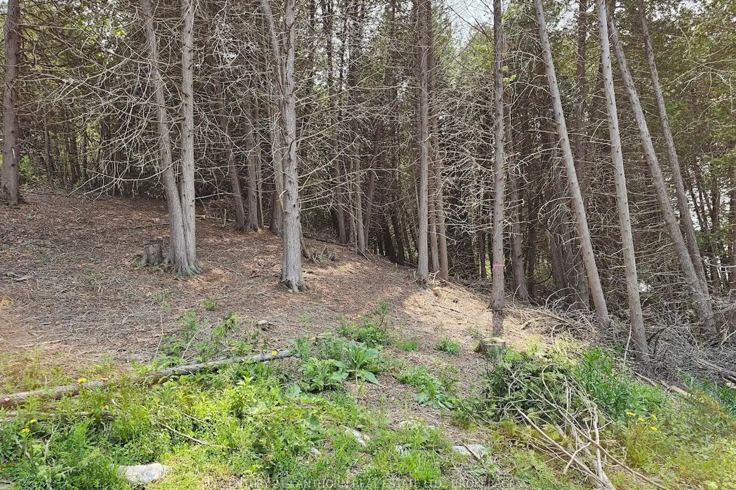 Additional image 5 of 0000 Cedarstone Road