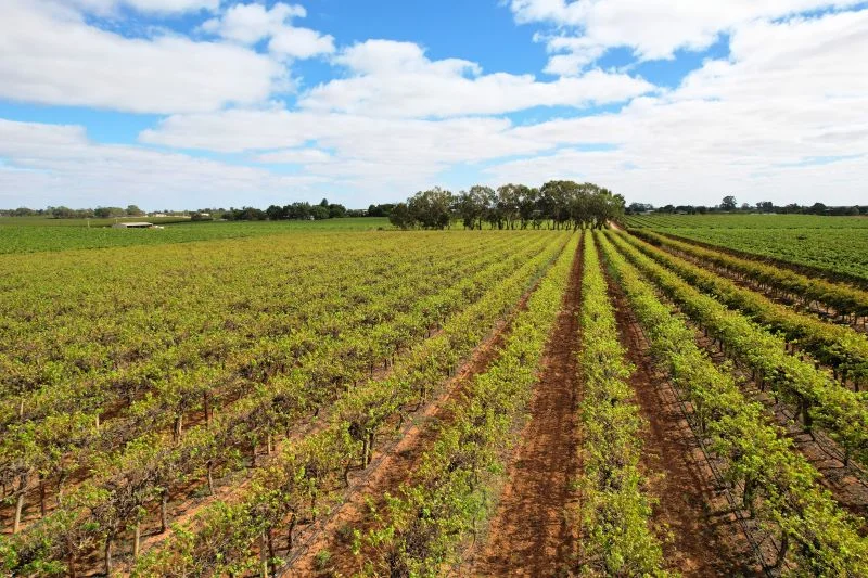 Additional image 7 of Lot 2 - 27 Thiele Road, Barmera SA 5345