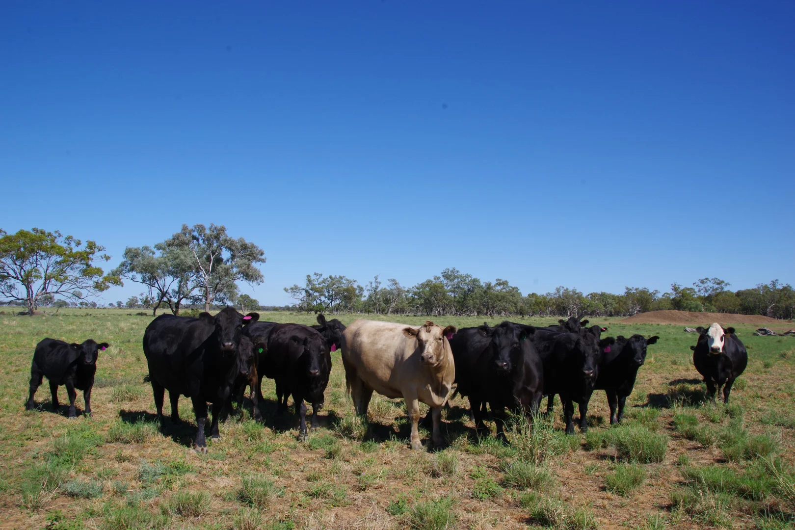 Additional image 13 of . Sunnyside Lane, Wee Waa NSW 2388