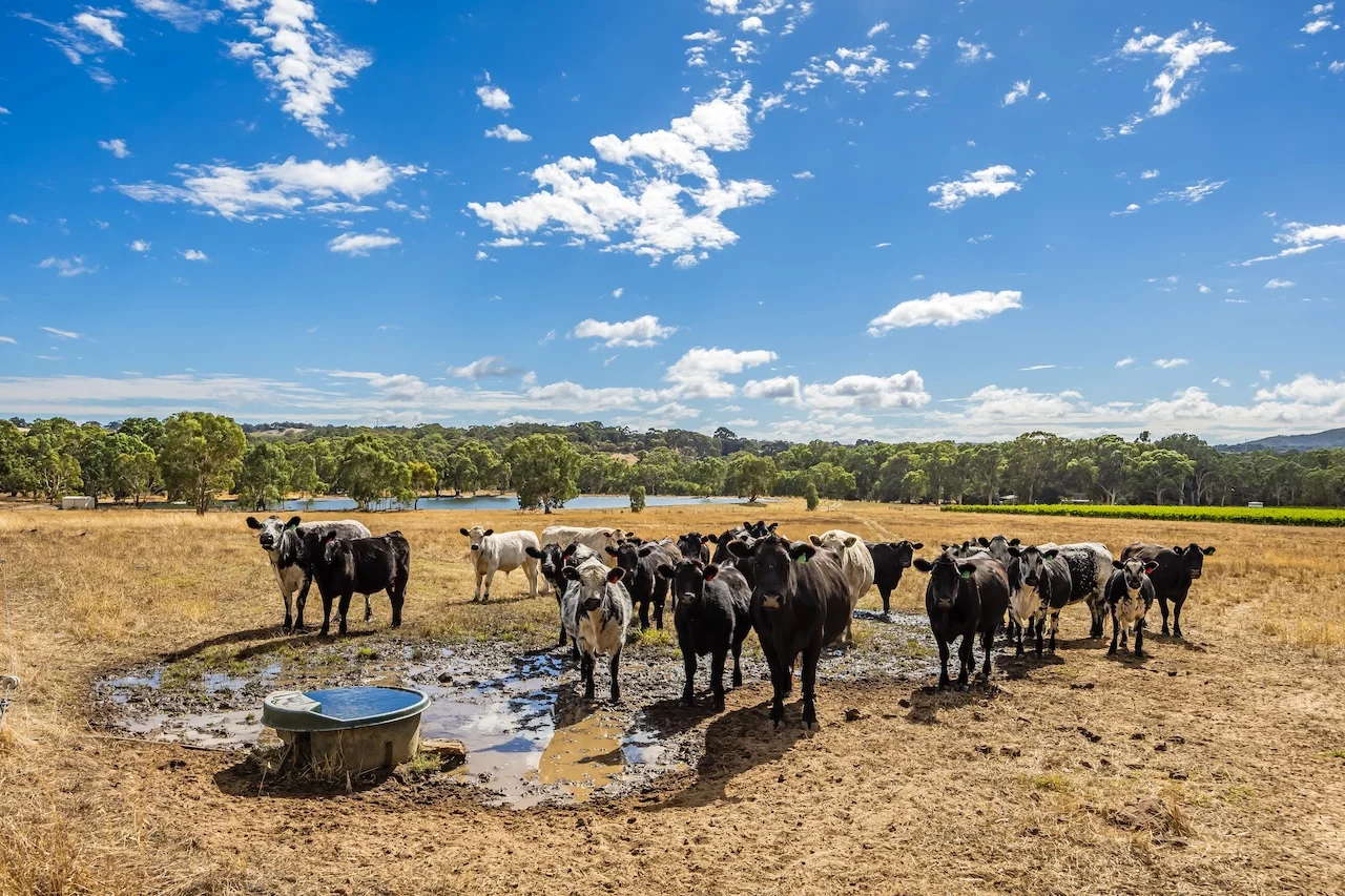 Additional image 45 of 109 Days Road, Kangarilla SA 5157