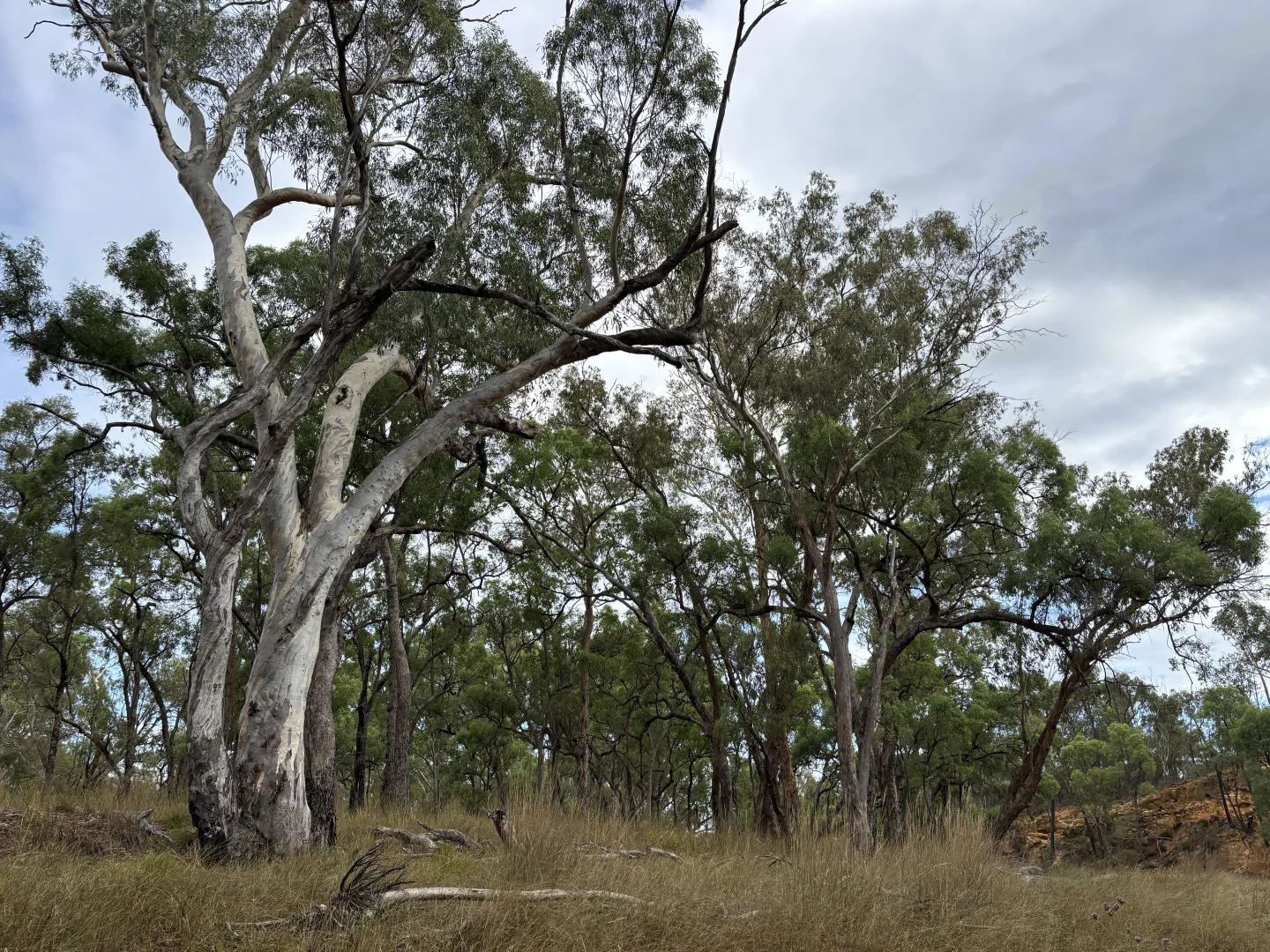 Additional image 23 of 2875 Newell Highway, Rocky Glen NSW 2357
