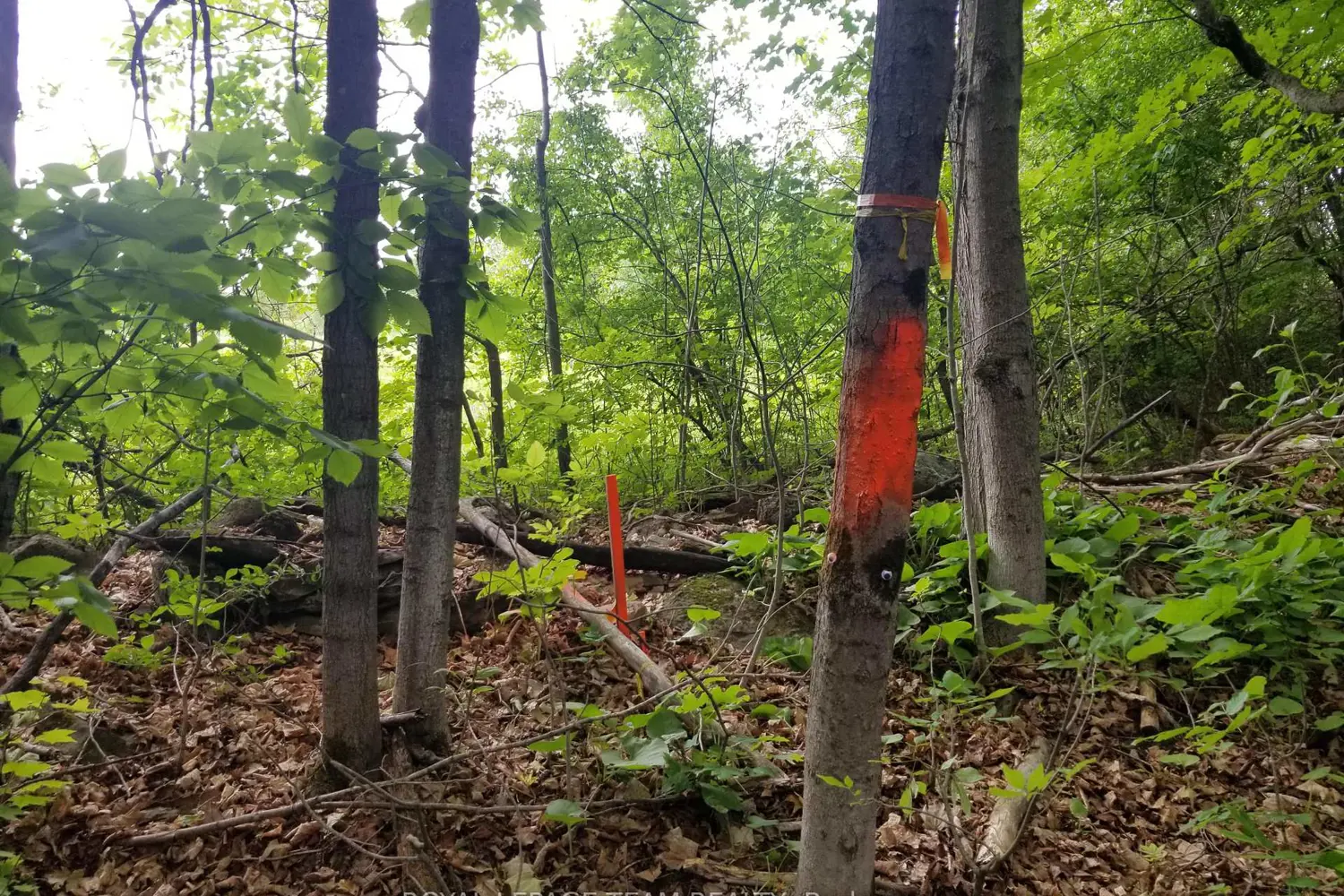 Additional image 9 of 0000 Scrivens Drive