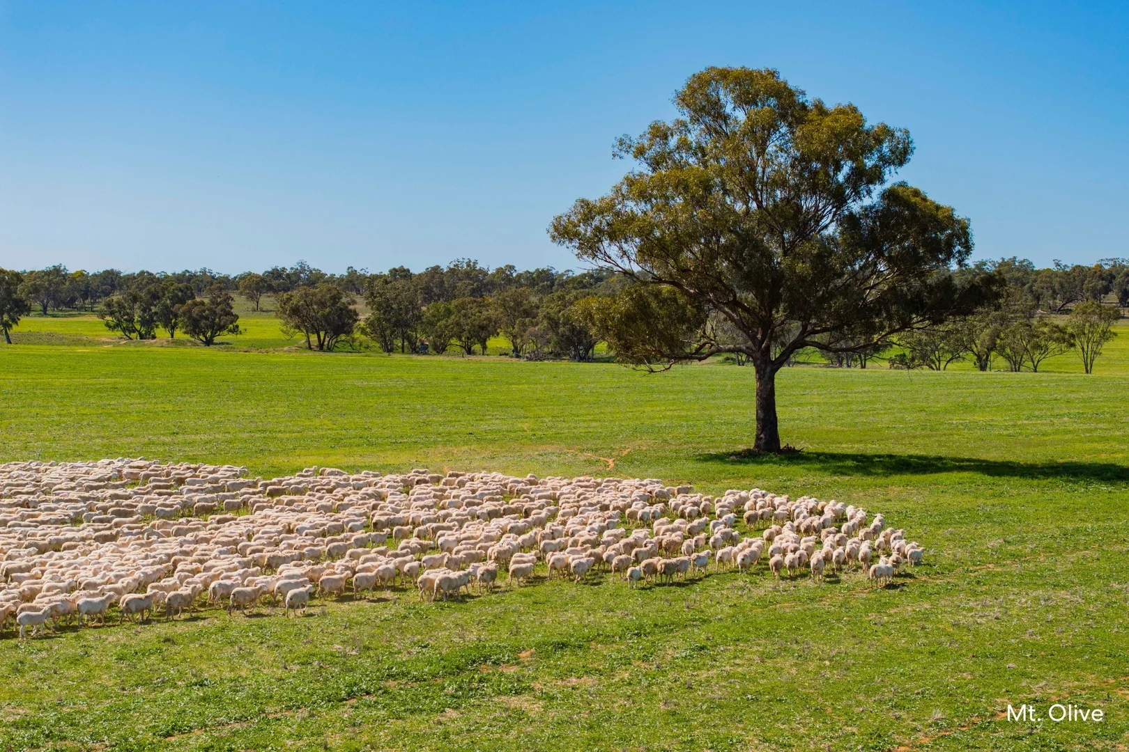 Additional image 11 of Kamarah Road, Narrandera NSW 2700