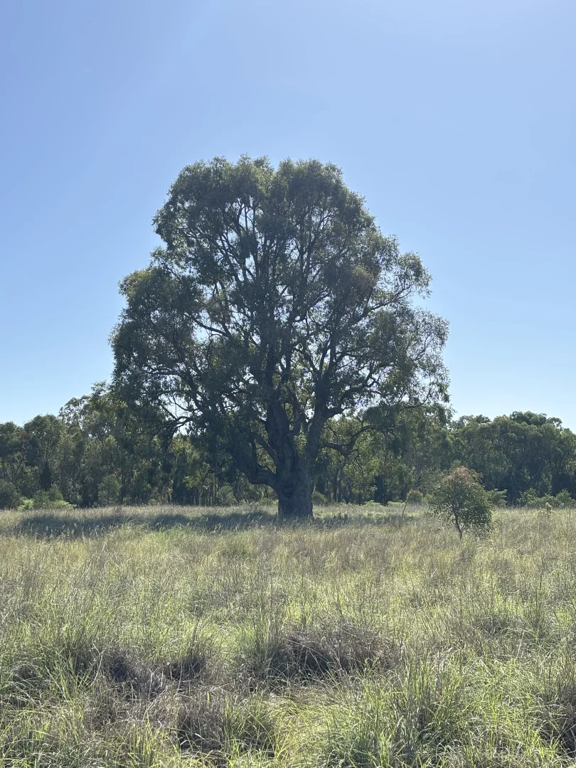 Additional image 26 of 2875 Newell Highway, Rocky Glen NSW 2357