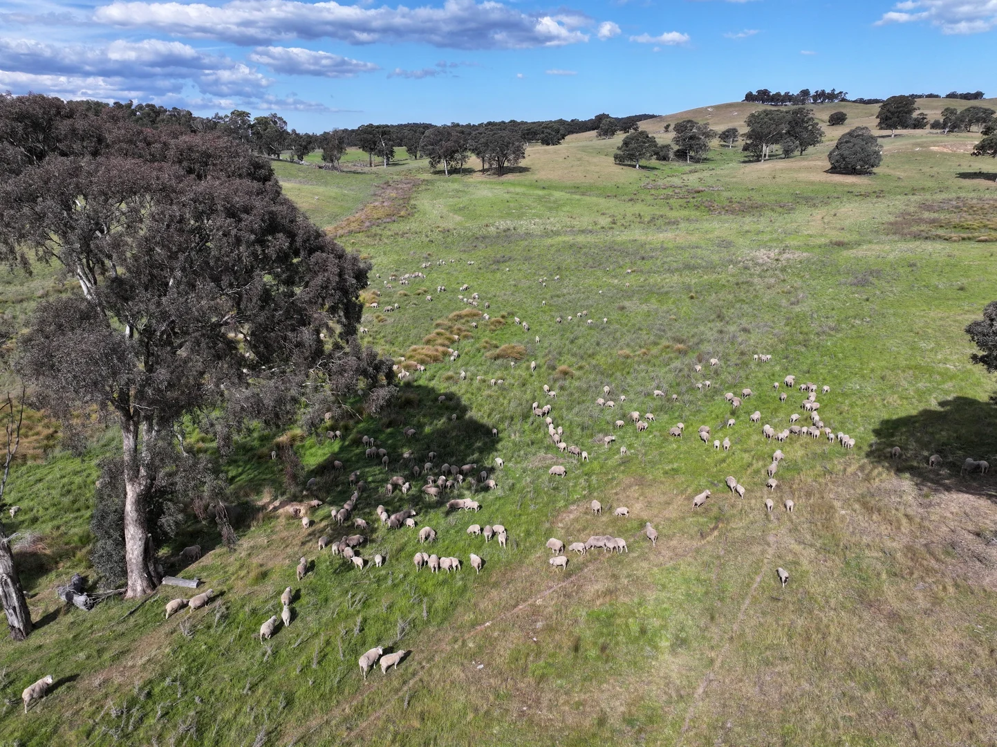 Additional image 7 of 680 Kangaloolah Road, Binda NSW 2583