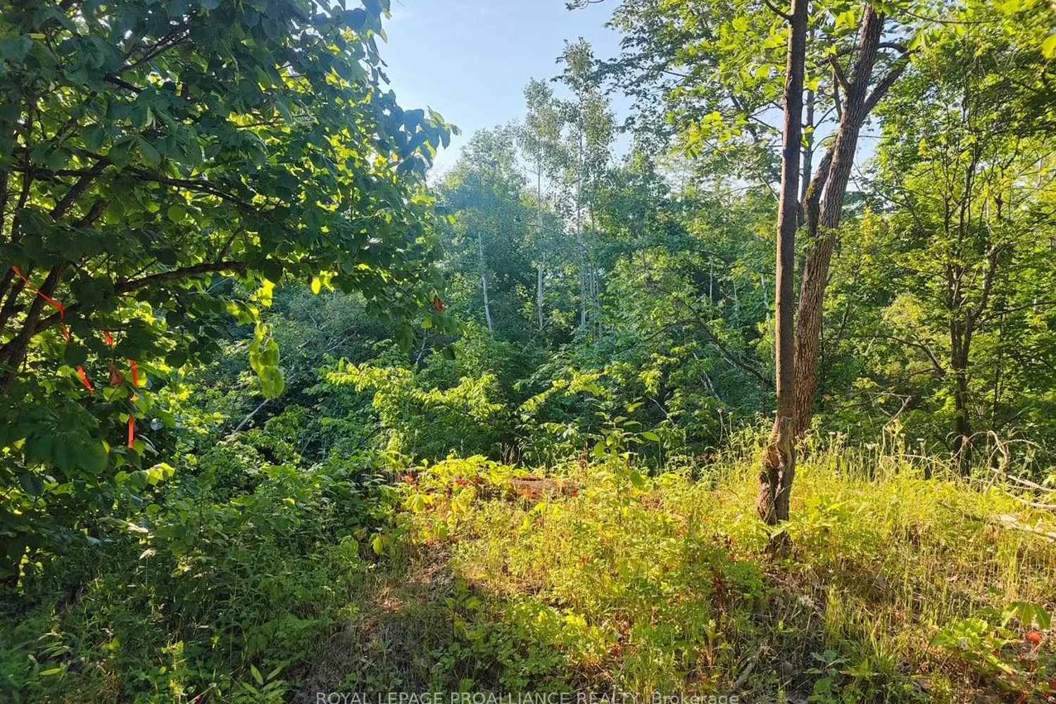 Additional image 9 of 621B Cook Road