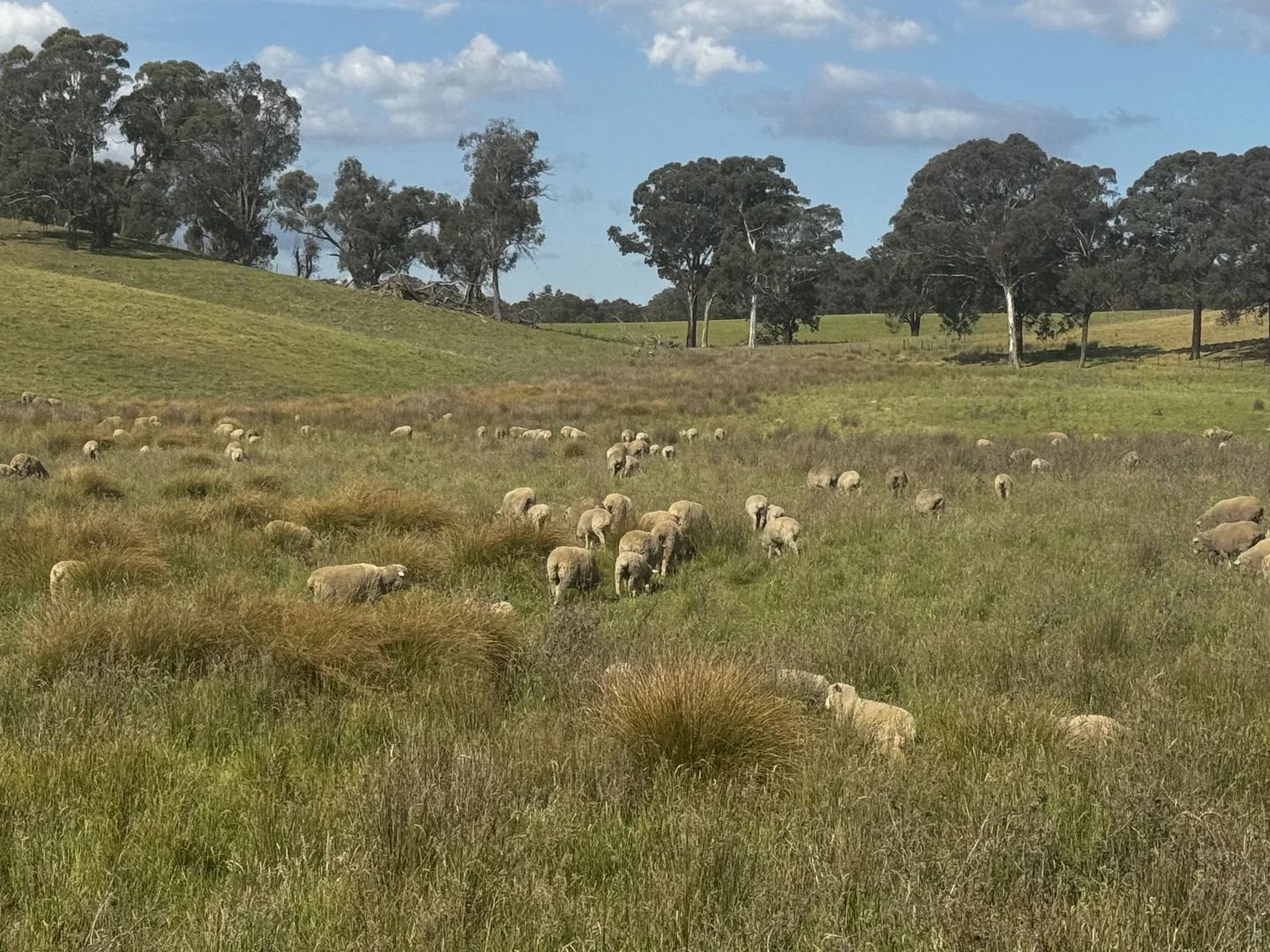 Additional image 4 of 680 Kangaloolah Road, Binda NSW 2583