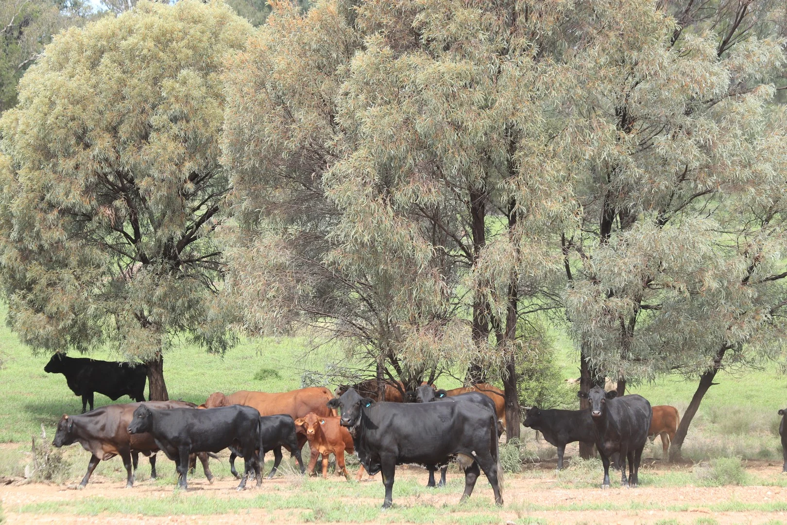 952 Yuleba Surat Road, Yuleba QLD 4427