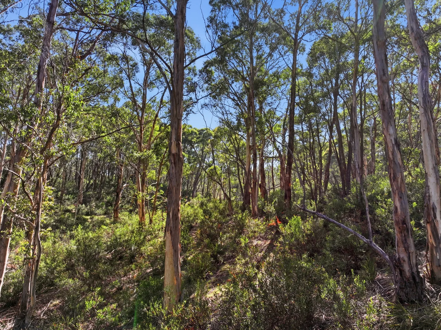 Additional image 13 of 329 Charleys Forest Road, Braidwood NSW 2622