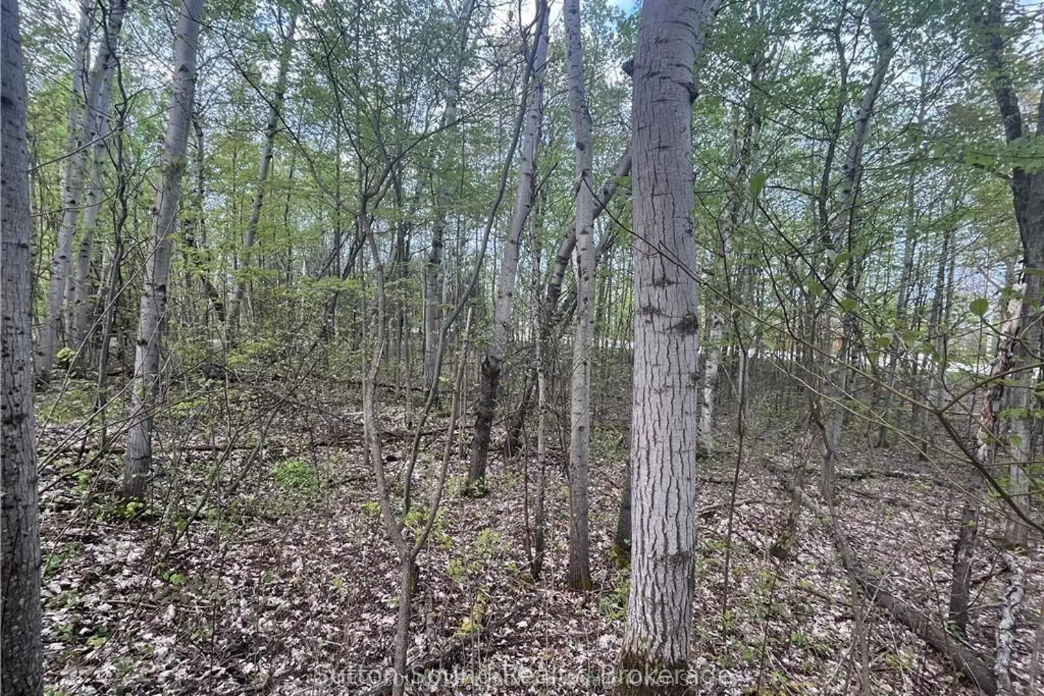 Additional image 2 of Lot 6 Grey Road 1