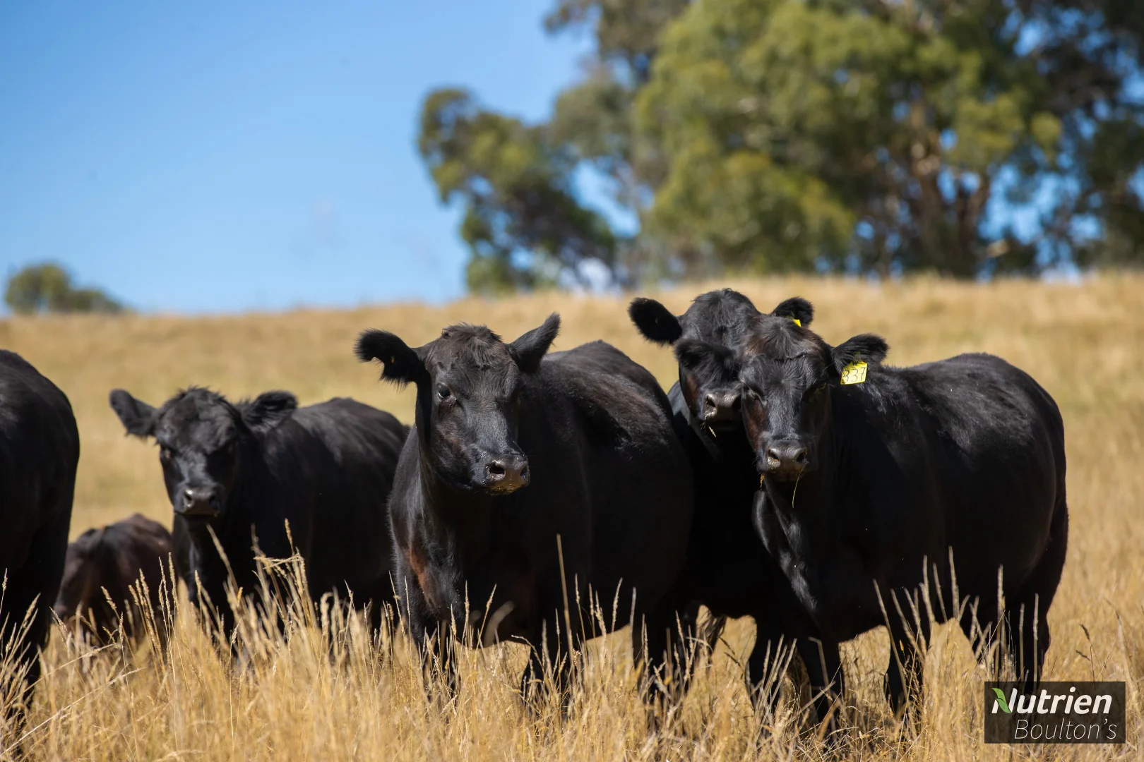 Additional image 21 of 224 Niangala-Walcha Road, Niangala NSW 2354