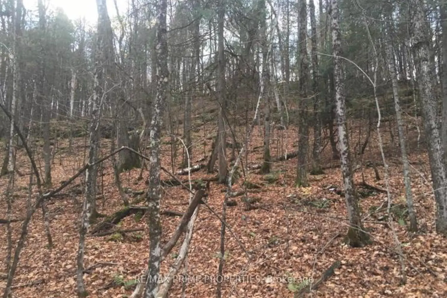 0 Burnt River Road photo 3