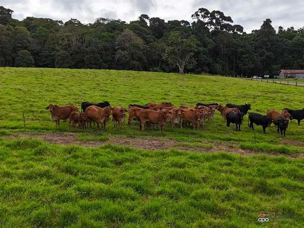 Additional image 21 of 464 Boar Pocket Road, Yungaburra QLD 4884