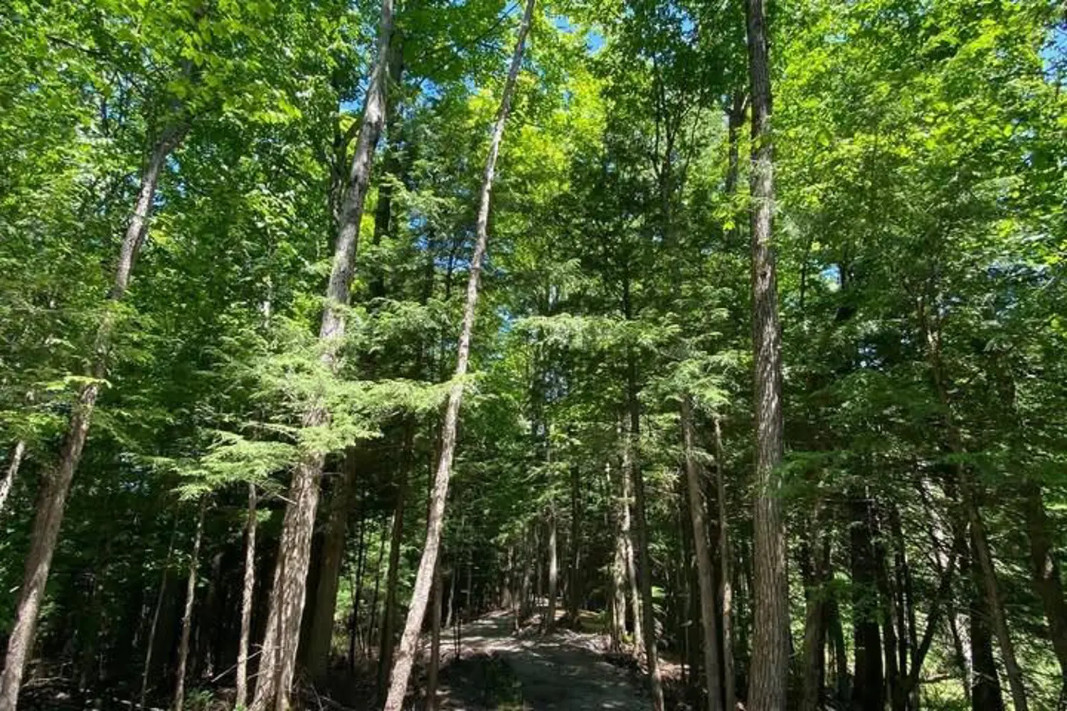 Additional image 5 of 0 Lot Syer Line