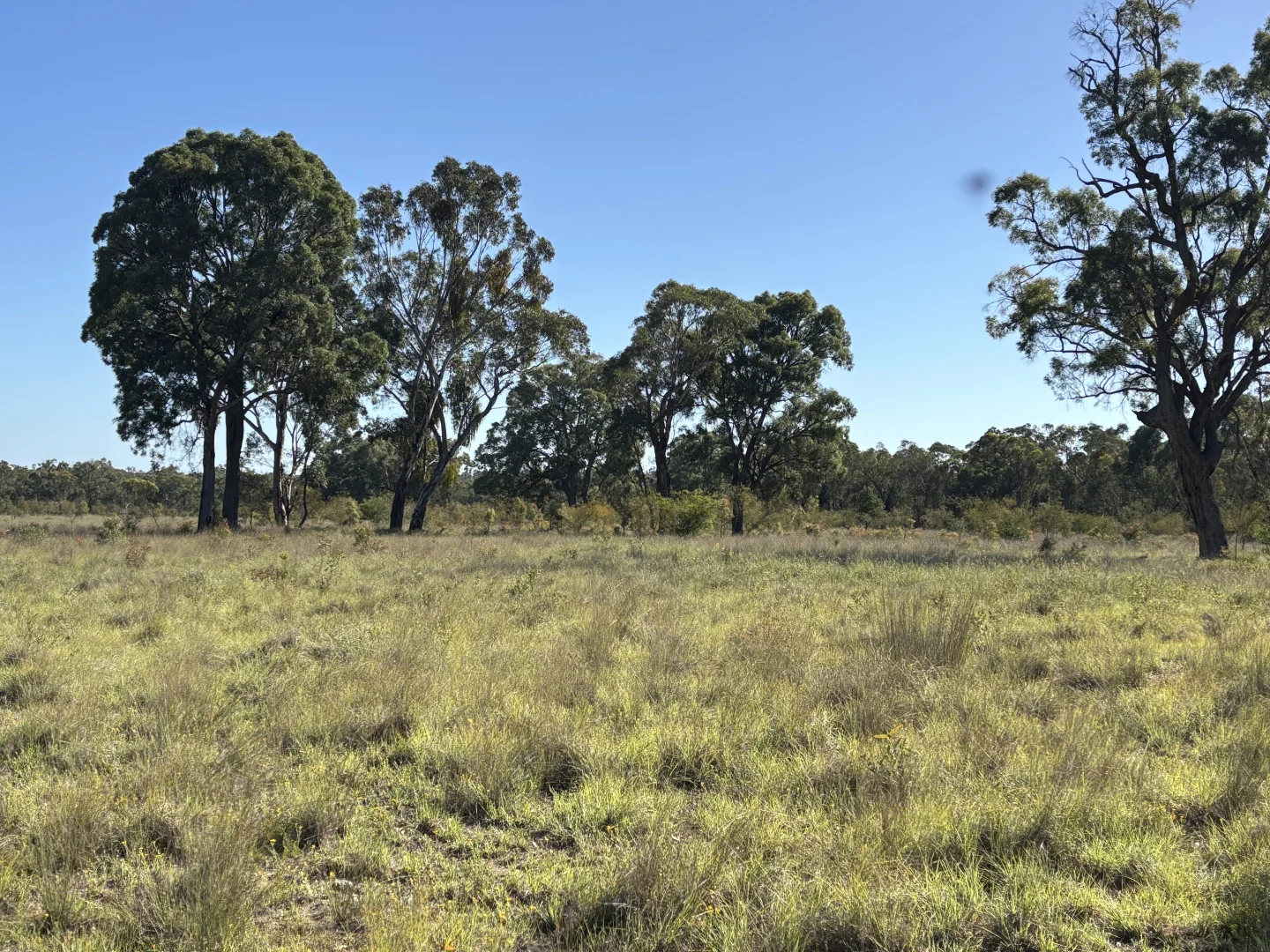 Additional image 4 of 2875 Newell Highway, Rocky Glen NSW 2357