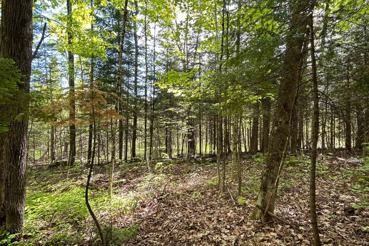 0 Sharon Lake Drive photo 5