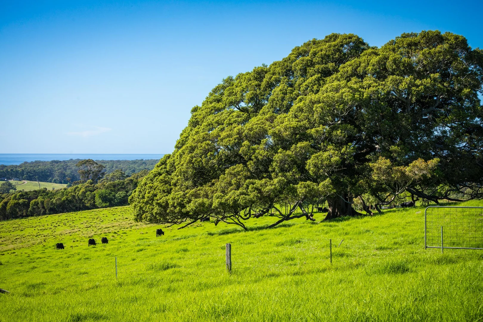 Additional image 38 of 259 Barrabooka Road, Tanja NSW 2550