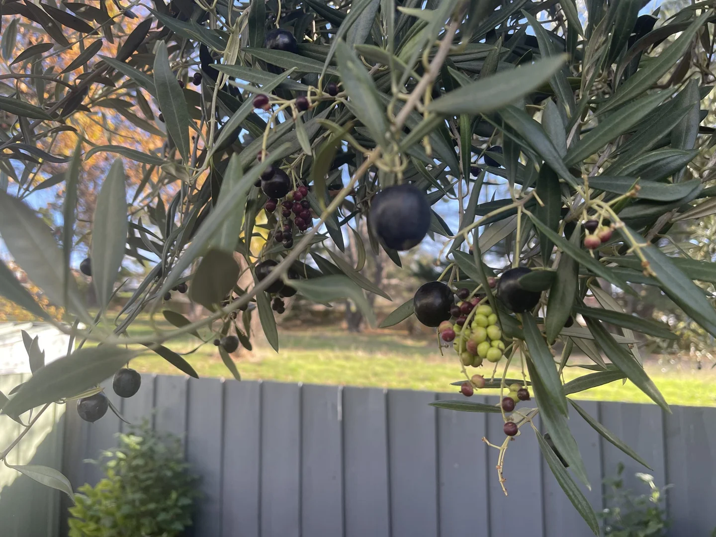 Additional image 9 of 19/38 Amiens Avenue, Moonah TAS 7009