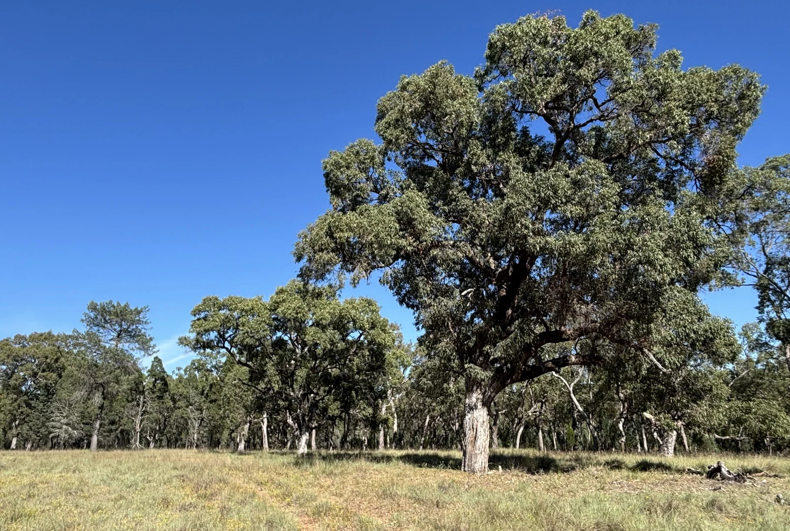 Additional image 5 of 2875 Newell Highway, Rocky Glen NSW 2357