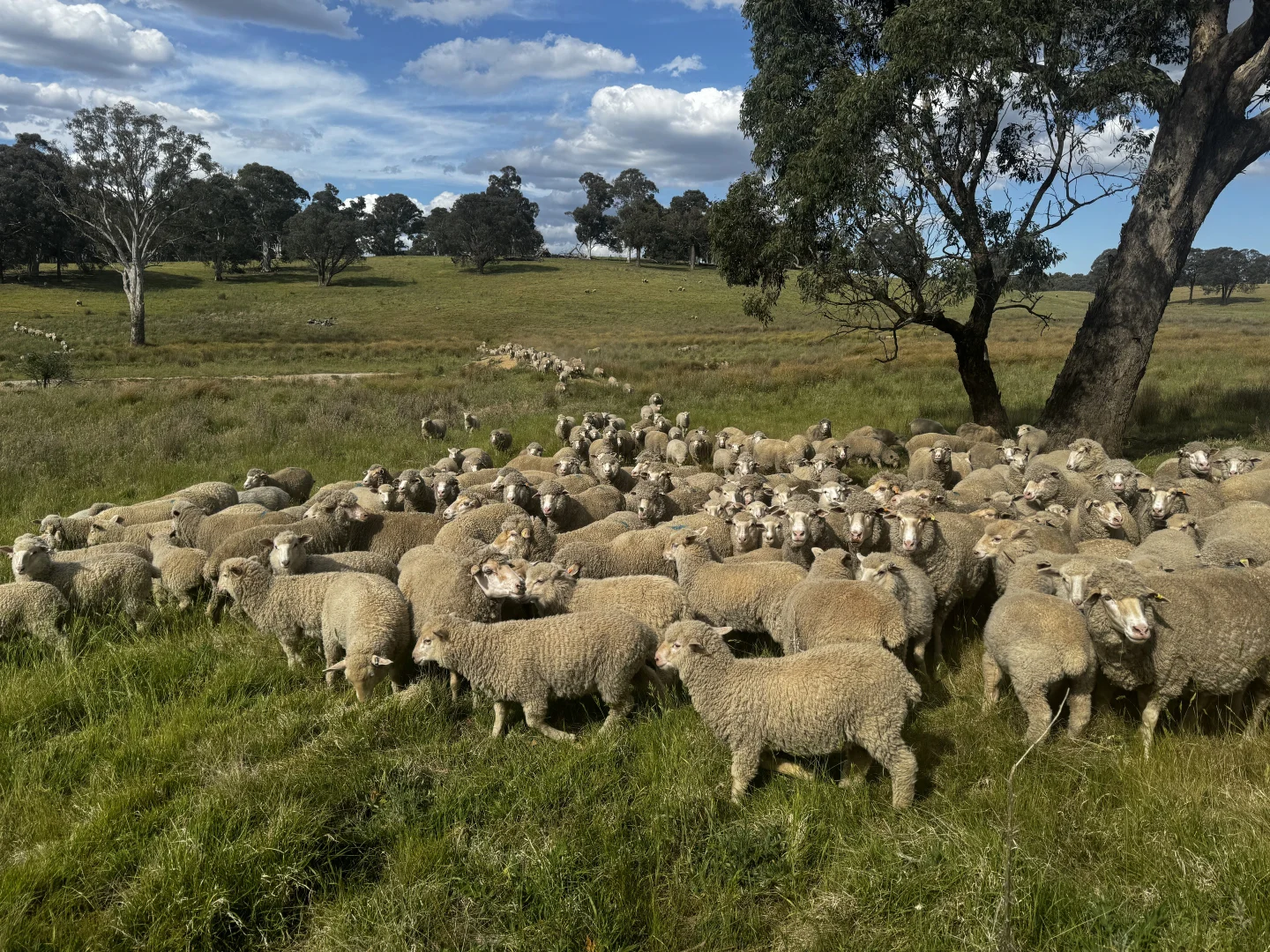 Additional image 3 of 680 Kangaloolah Road, Binda NSW 2583