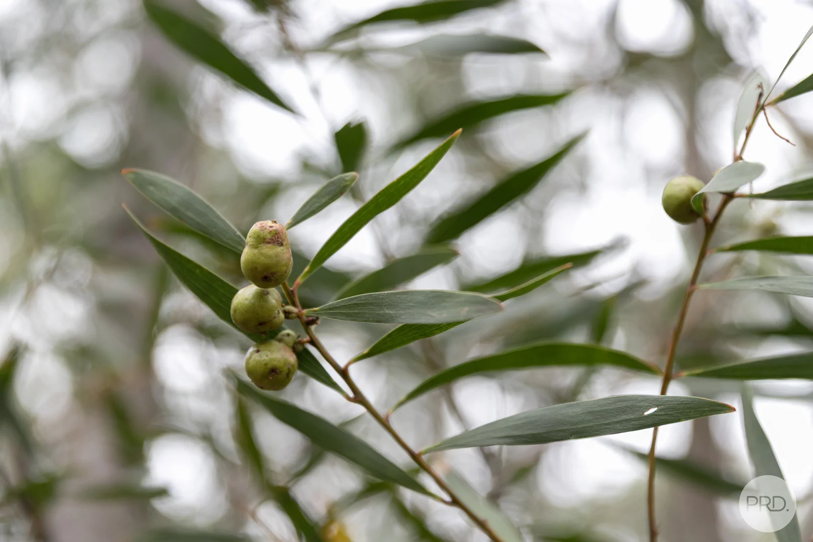 Additional image 12 of Lot 5 Haighs Lane, Snake Valley VIC 3351