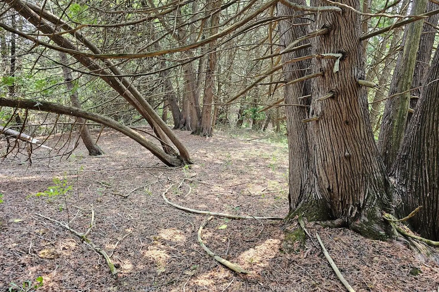 Additional image 9 of 0000 Cedarstone Road