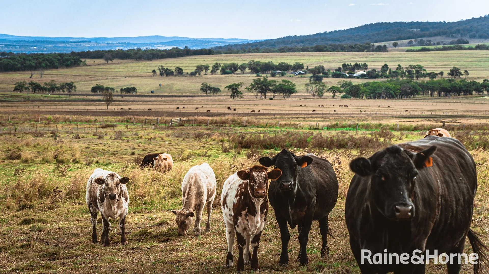 Additional image 15 of 104 Gillespie Road, Freestone QLD 4370
